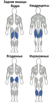 Мышцы ног